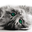 תמונת טפט M חתול מתפנק